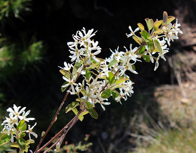 2016-05-05_133344 sardinien-2016.jpg - Wanderung im Monte-Limbara-Gebirge